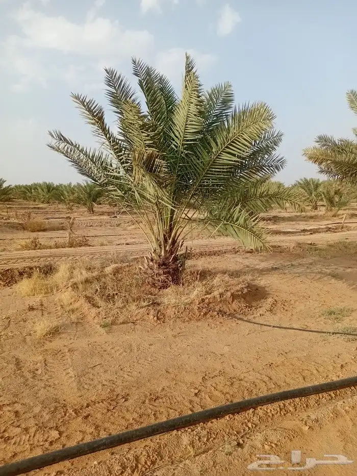يوجد الدنيا جميع أنواع النخيل 7