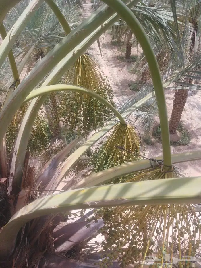 اعمل اشغال النخيل تعديل العضوق النخل تلقيح تشويه 5