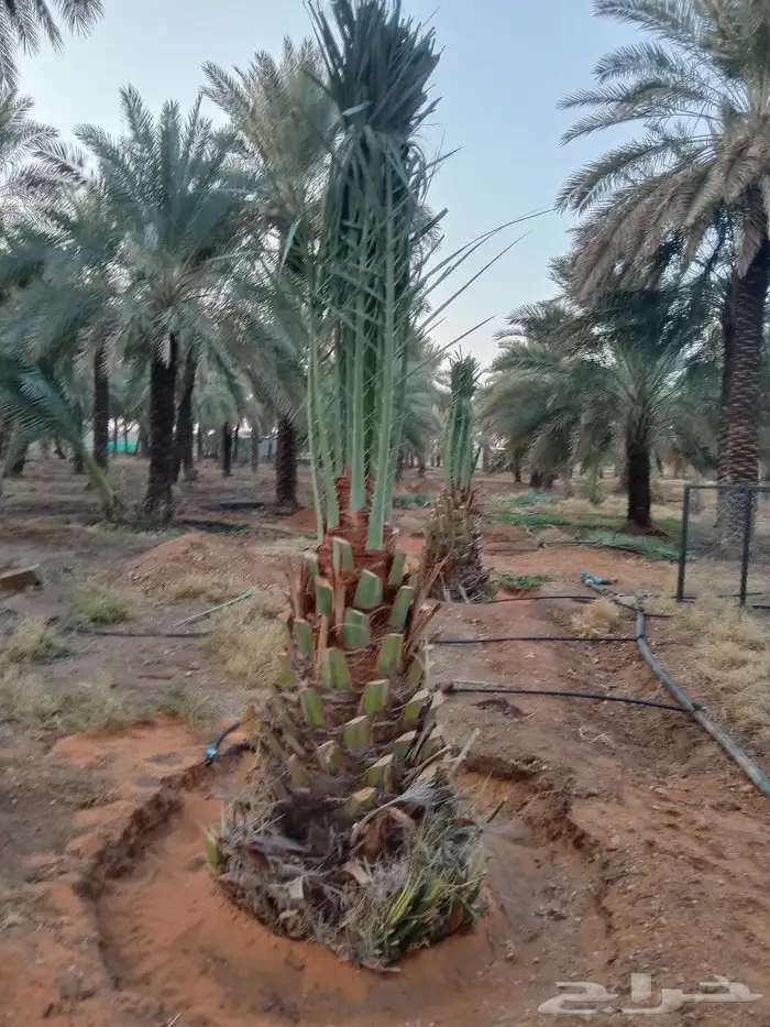 مقول نخل عربي وشنطني وصينة مزراع 7