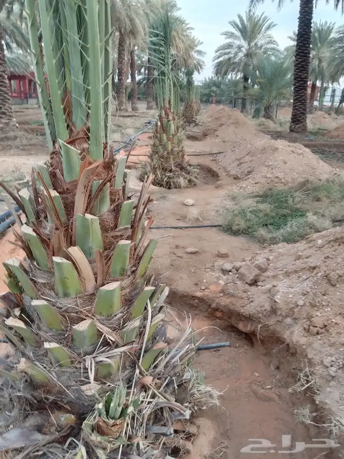 مقول نخل عربي وشنطني وصينة مزراع 8