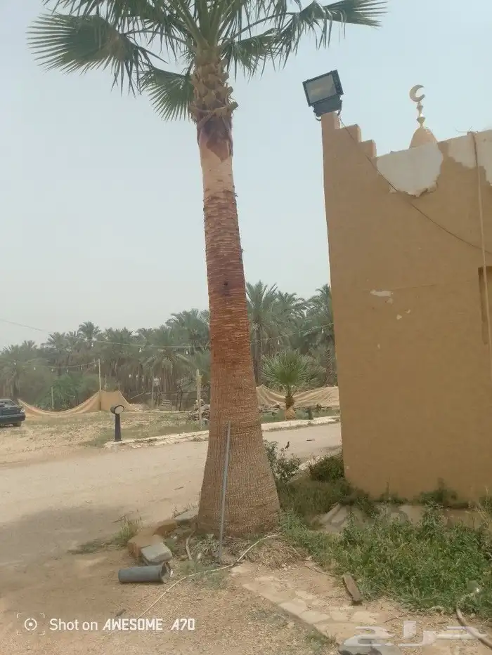 اعمل اشغال النخيل تعديل العضوق النخل تلقيح تشويه 1