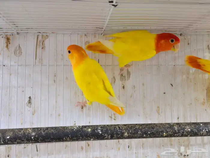 3 حبات اورنج أوبلاين ورد أوبلاين 2