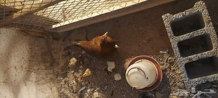دجاج باكستاني 0