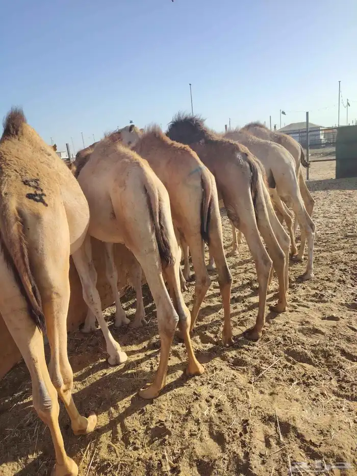 غنم بربري صومالي وتيوس وحاشي 9