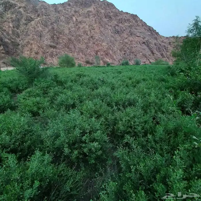 حناء ورق كميات 1