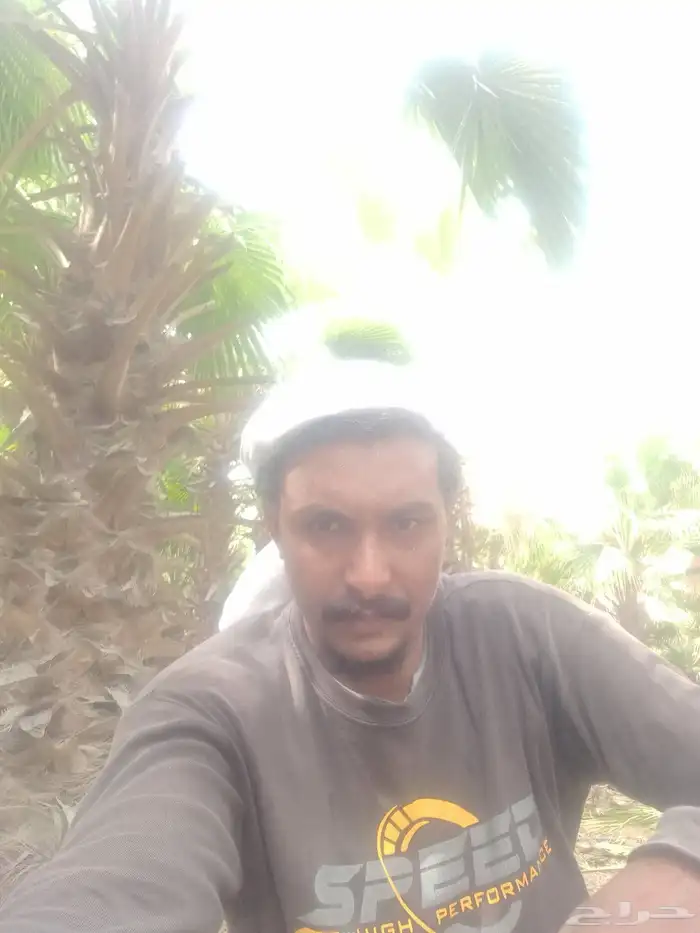 تنسيق الحديق أشجار المزارع النخل تنسيق الحديق المنزل المزار 7