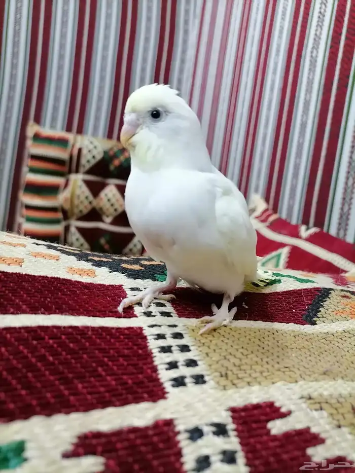 روز أليف 2