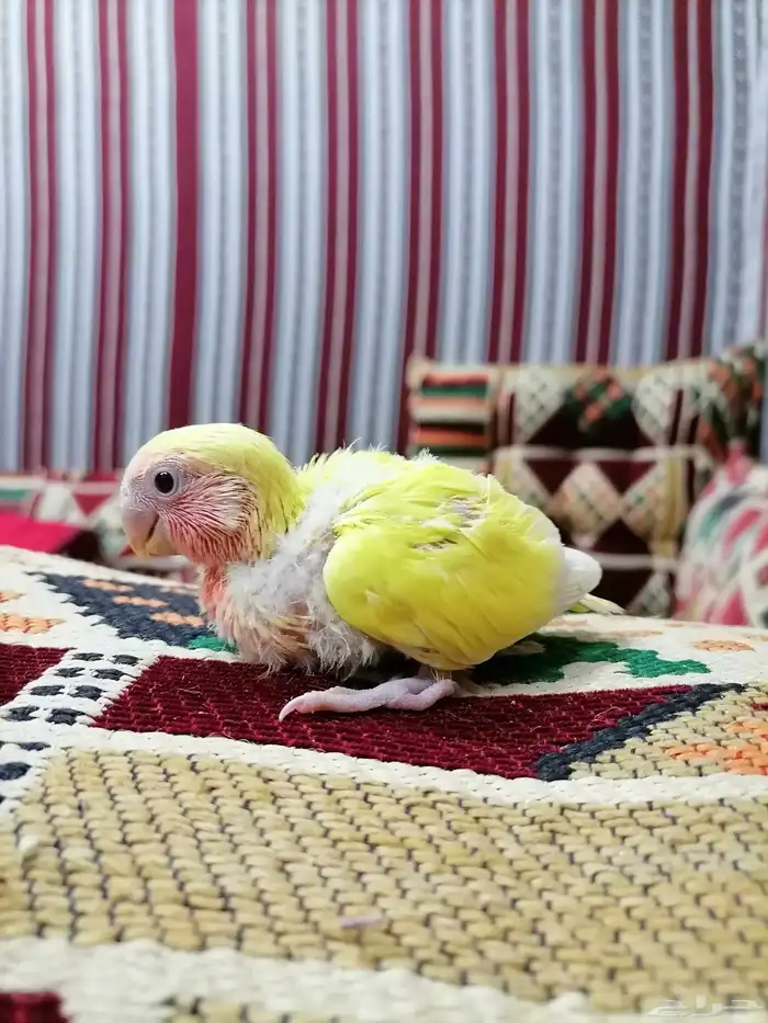 روز أليف 1