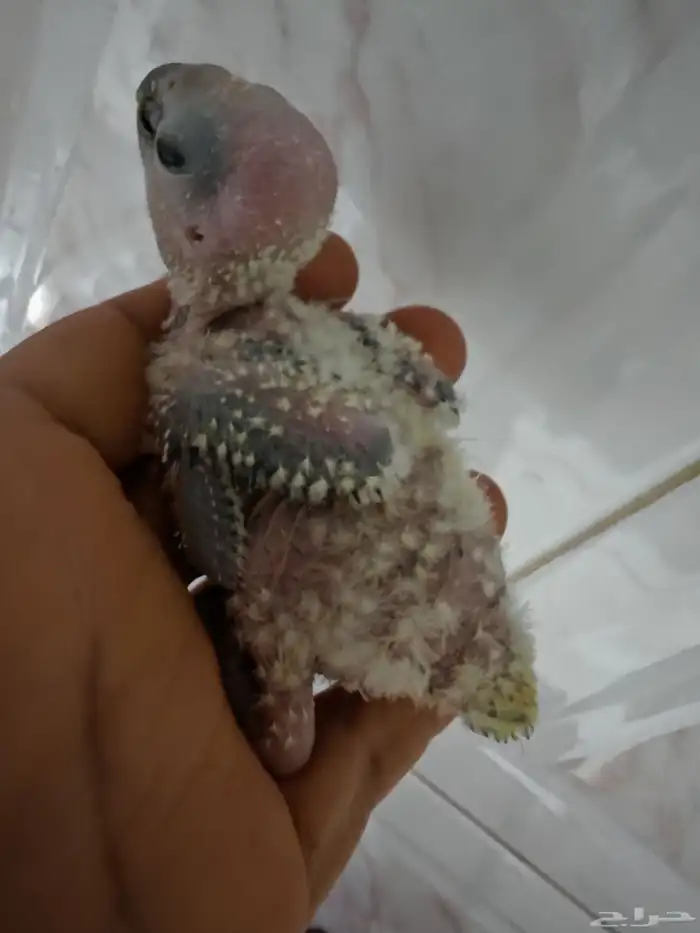 فرخين صن كنيور ( تم البيع) 1