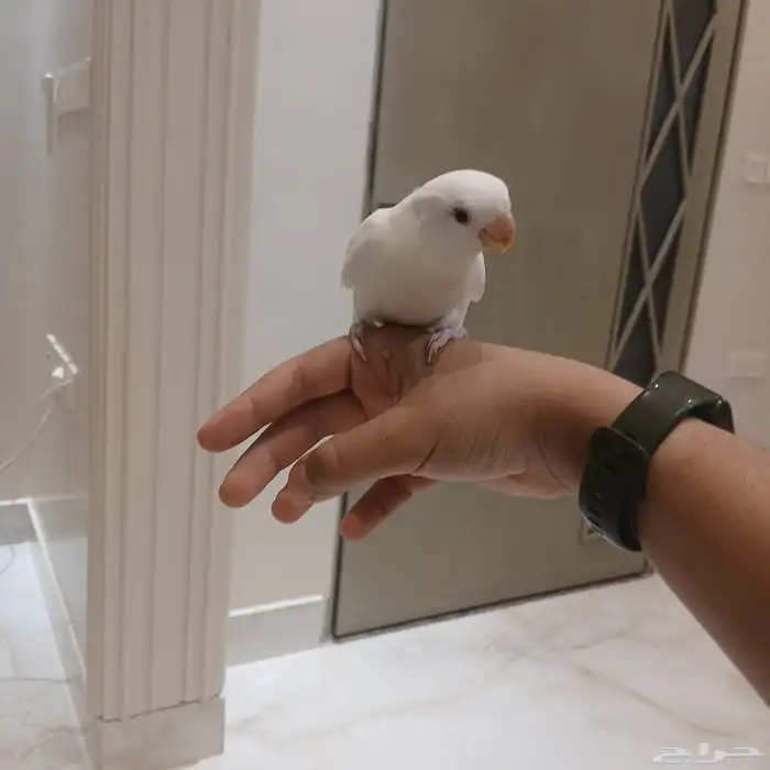 روز البينو اليف وهدد وعيون حمر وهدد خارجي 2