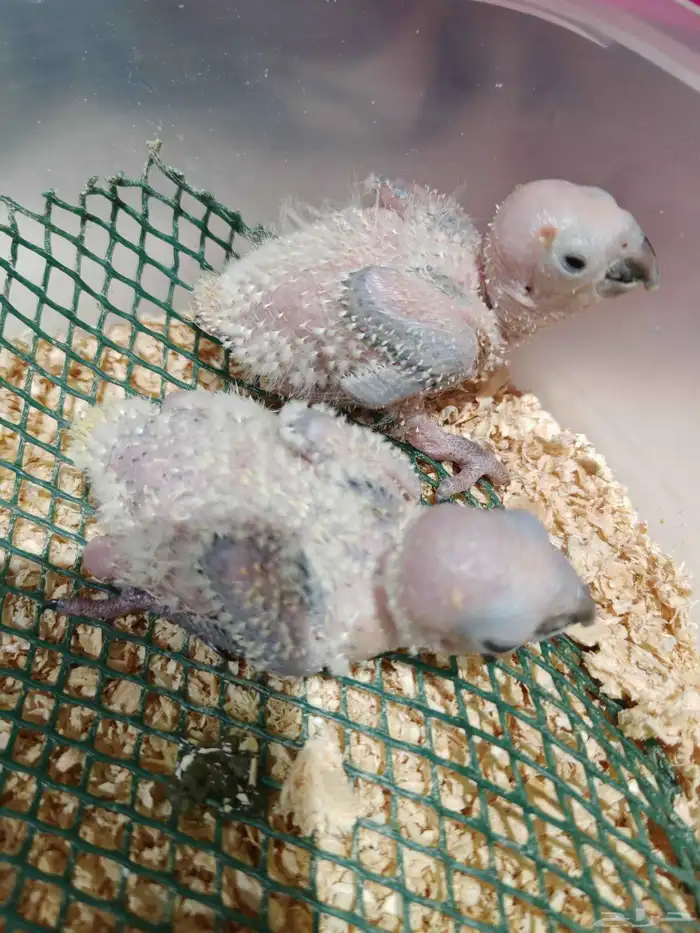 فرخين صن كنيور ( تم البيع) 0