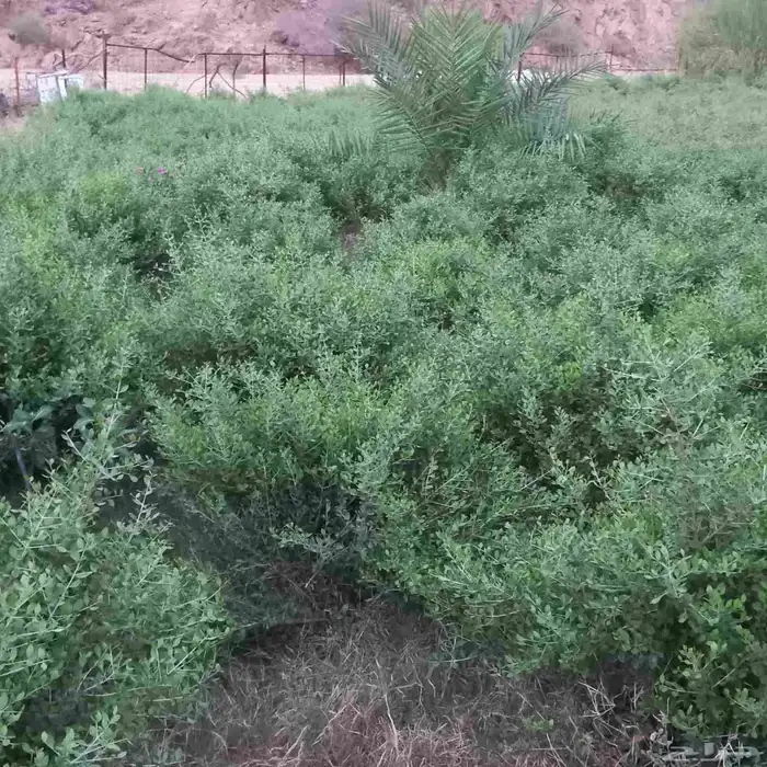 حناء ورق كميات 0