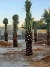 نخل عربي وزينه وشنطني 5