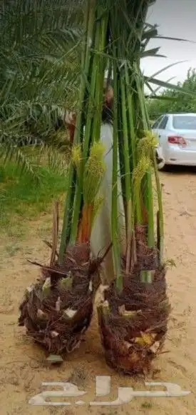 نخل عربي وزينه وشنطني 9
