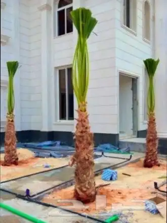 نخل عربي وزينه وشنطني 4