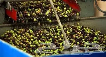 زيت زيتون فلسطيني عصرة أولى بكر بعل فاخر ولكل المدن 9