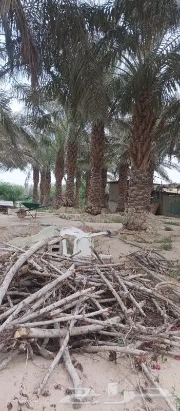 نخل خلاص ومشكلات 0