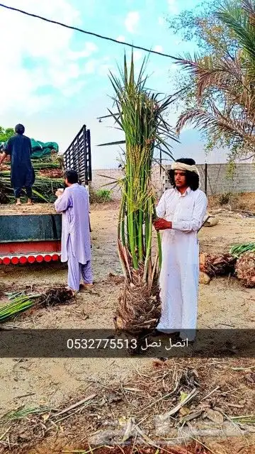 نخل عربي وزينه وشنطني 8