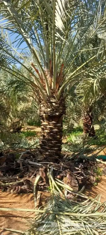 للبيع جميع انواع انخيل 7