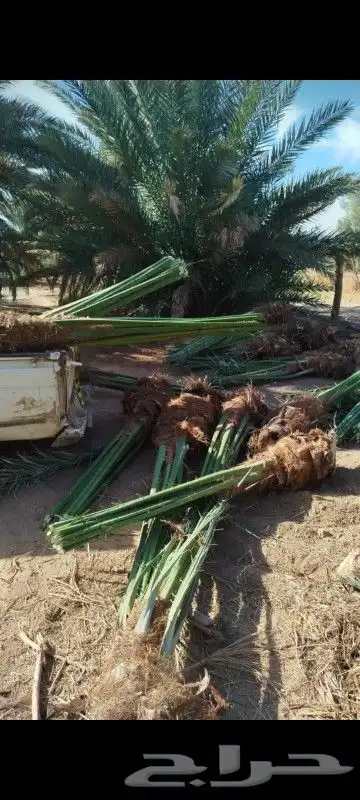 يوجد لدينا نخل واشنطني عربي فروخ نقايل جميع الأحجام 1