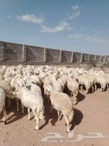 ضان حري عددها 90 وفحولها 2 دفيع كلها مشروطه منوة القاني 0