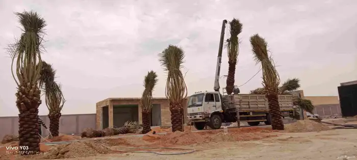 نخيل عربي جميع المقاسات متوفرة نخيل واشنطني زينه 6