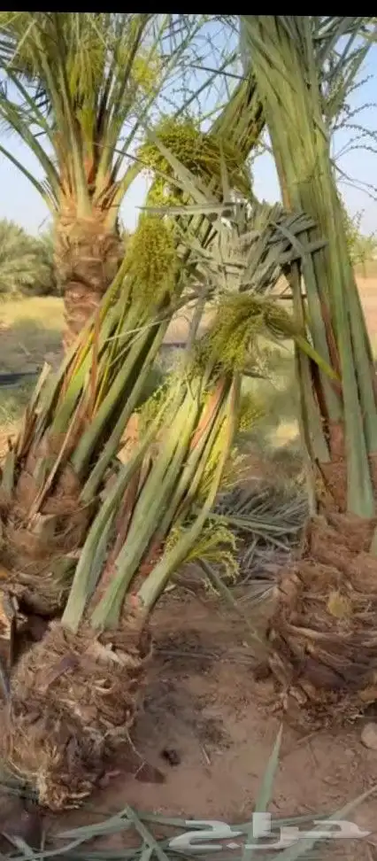 نخل عربي وزينه وشنطني 3