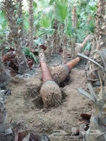 نخل واشنطونيا 4