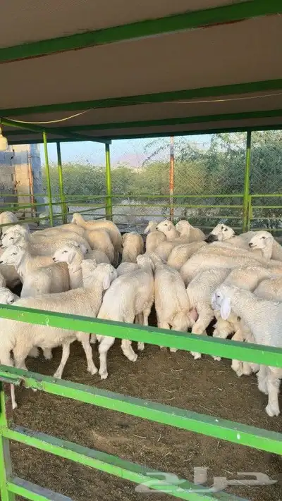 ذبيحتك لباب بيتك خروف حري سواكن سواكني تيس تيوس حمري ابيض 0