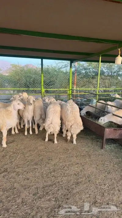 ذبيحتك لباب بيتك خروف حري سواكن سواكني تيس تيوس حمري ابيض 3
