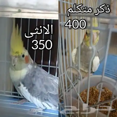 الذكر متكلم ماشاء ومرح وبصحه جيده والانثى معروف غير متكلمه 0