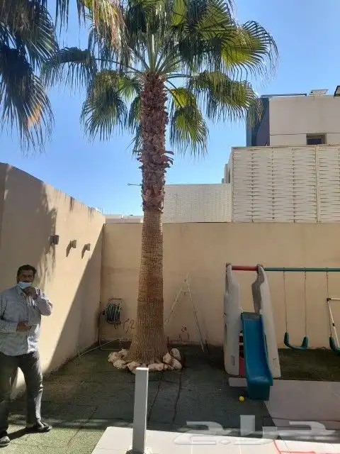 نخل واشنطونيا 7