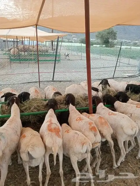 قعدان وبربري وتيوس مزارعنا تربية 3شهور 2