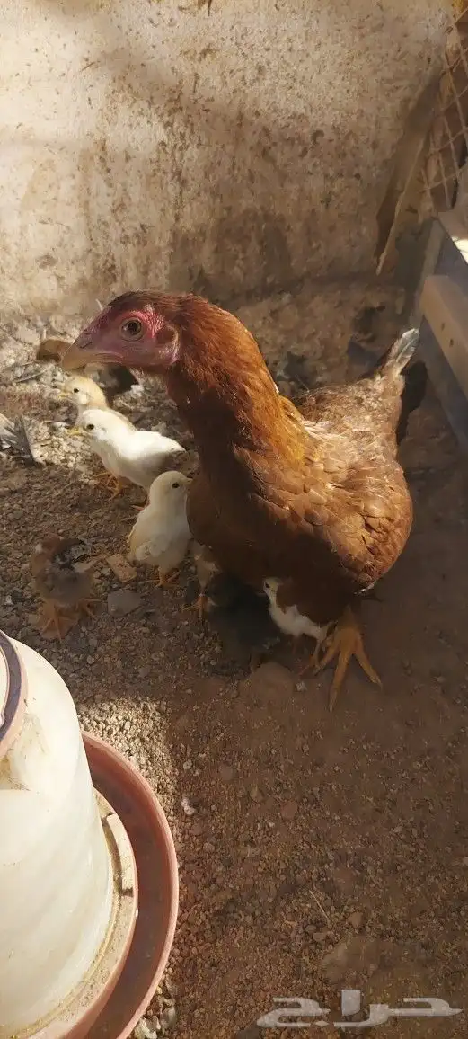 دجاج باكستاني 2