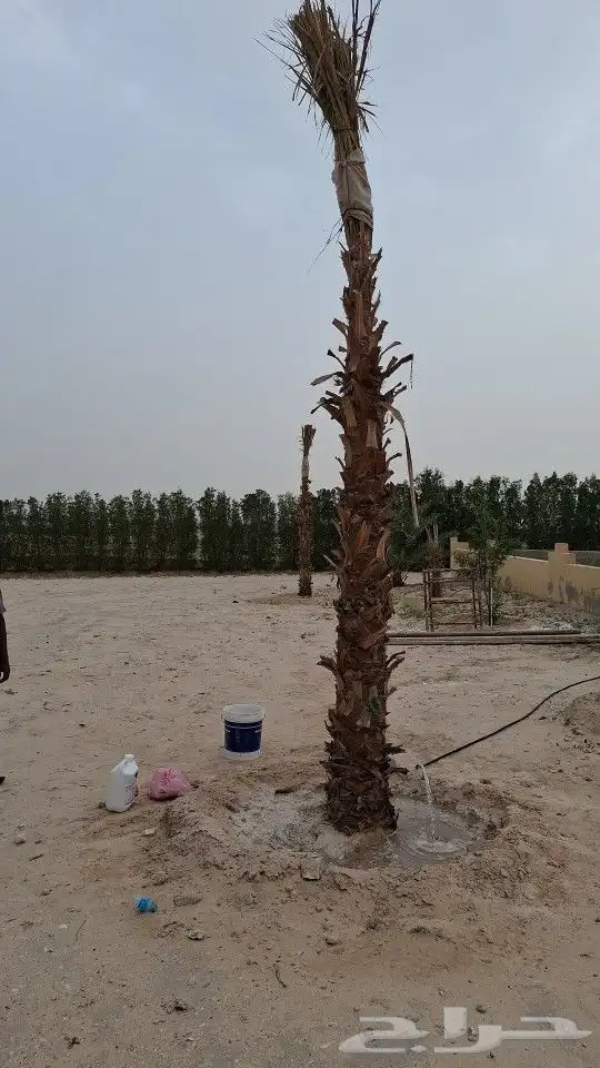 نخل خلاص ومشكلات 1