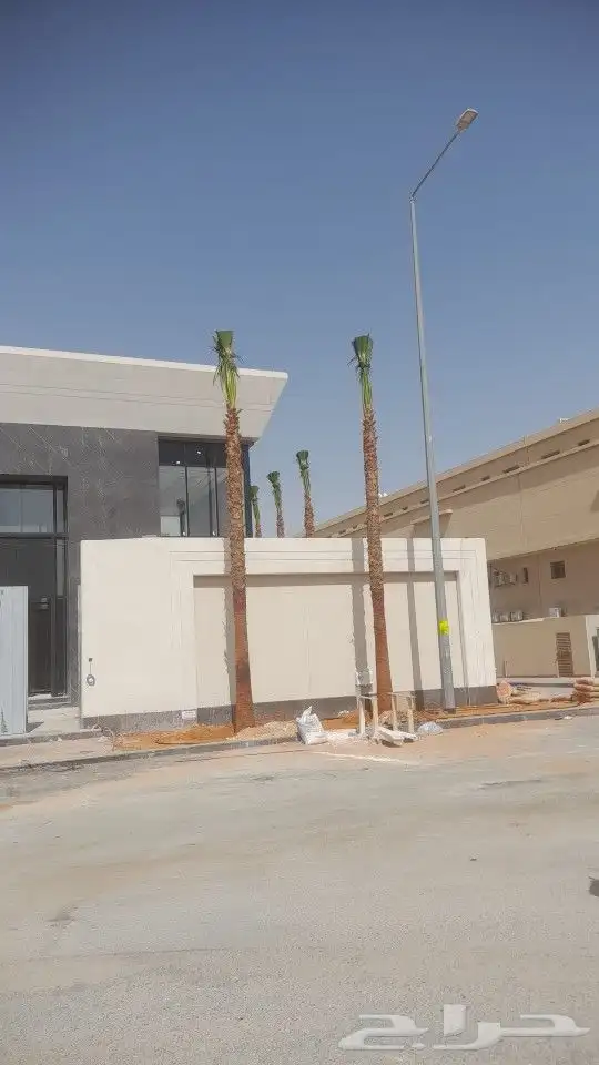نخل واشنطونيا 1