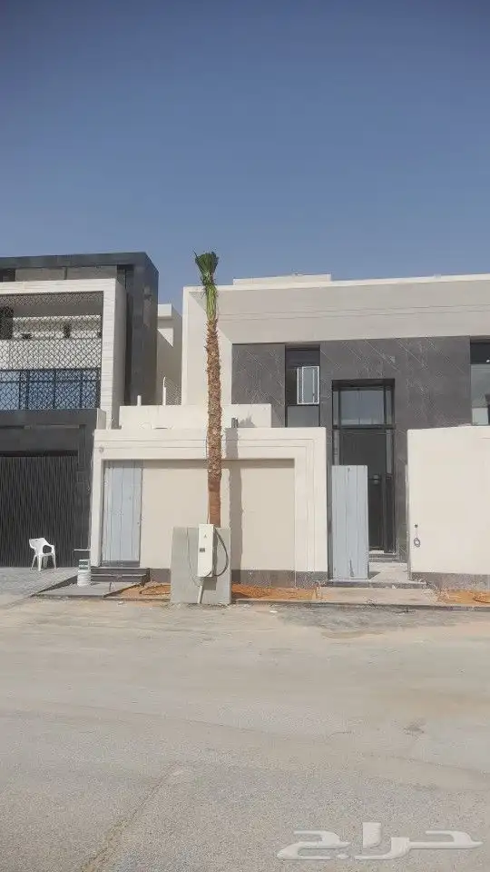 نخل واشنطونيا 2
