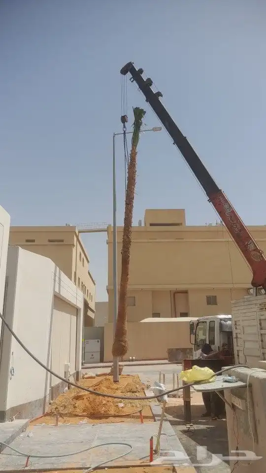 نخل واشنطونيا 0