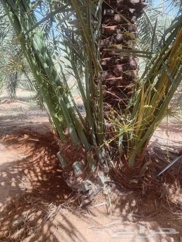 نخل للبيع 3