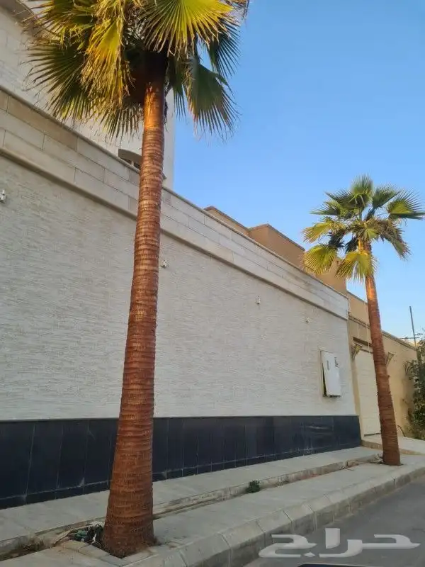 نخل واشنطونيا 6