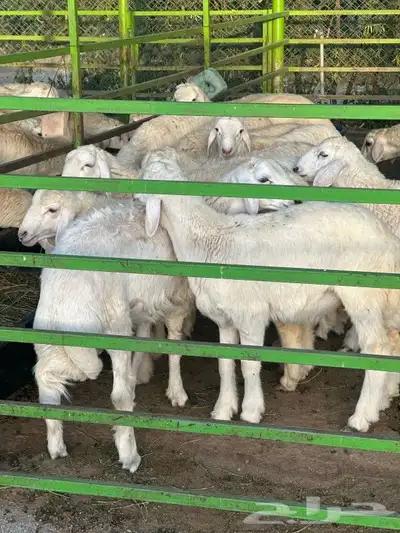 ذبيحتك لباب بيتك خروف حري سواكن سواكني تيس تيوس حمري ابيض 5