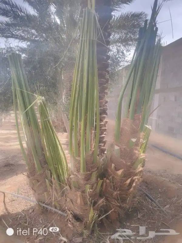 يوجد لدينا نخل واشنطني عربي فروخ نقايل جميع الأحجام 3