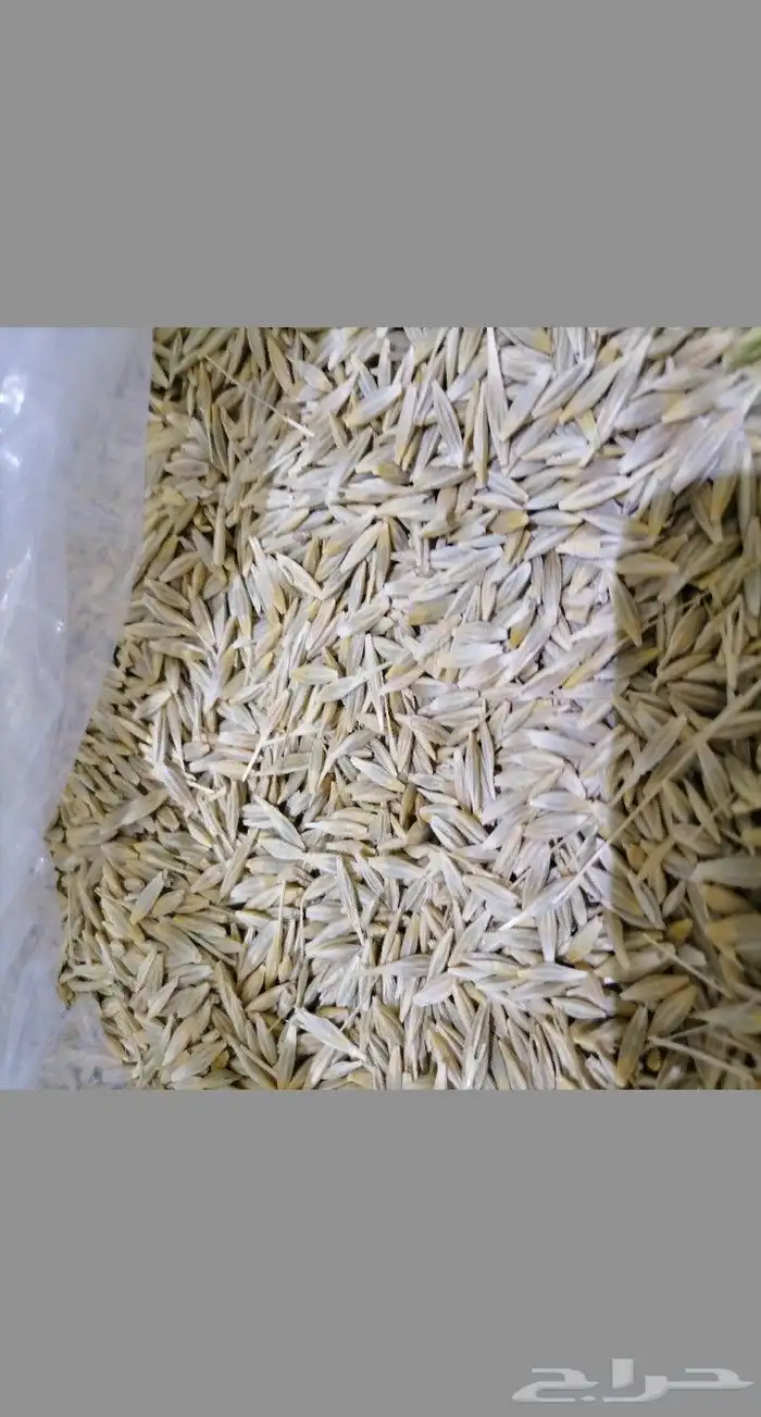 شعير بلدي عضوي غير معدل وراثيا انتاج رمضان هذا العام 1446 0