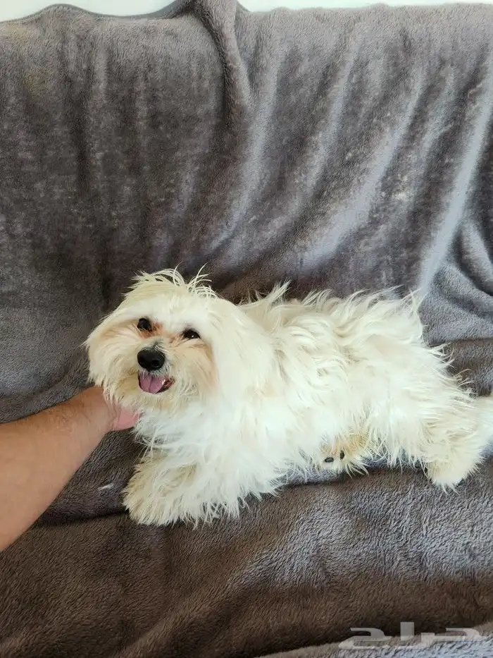 كلب كوتون دي تولير Coton de Tulear 2