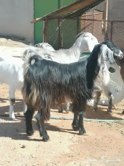 جذعات 2