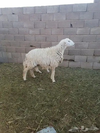 جذعه والد 2