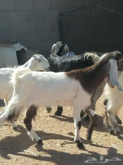 جذعات 1