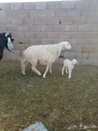 جذعه والد 3