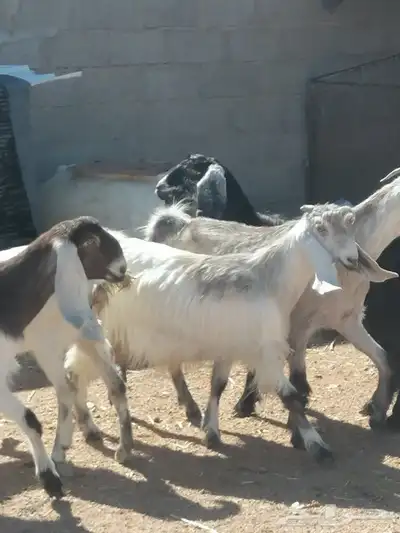 جذعات 0