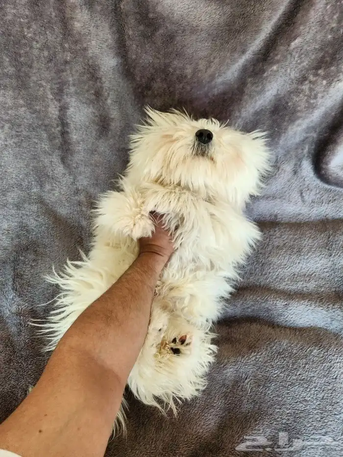 كلب كوتون دي تولير Coton de Tulear 3